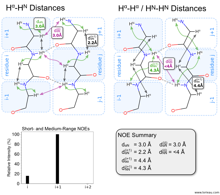 beta-sheet parallel NOEs